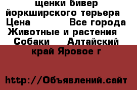 щенки бивер йоркширского терьера › Цена ­ 8 000 - Все города Животные и растения » Собаки   . Алтайский край,Яровое г.